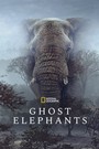 Ghost Elephants